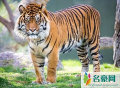 世界上最小的老虎：苏门答腊虎，只有东北虎的1/