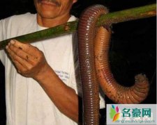 世界上最大的蚯蚓，澳大利亚巨型蚯蚓体长3米(手臂