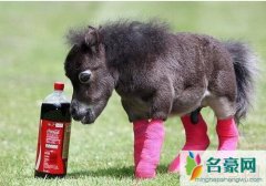 世界上最小的马是法拉贝拉迷你马，身高38.1厘米(小