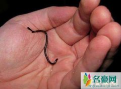 世界上最小的蛇有毒吗，钩盲蛇无毒/体长6cm(比蚯蚓