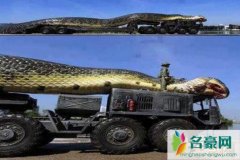 世界上最凶猛的蛇，红海巨蛇杀320游客125潜水员(杜