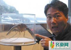 世界上最大的蚊子比人的头还大，长度有0.4米(金腹