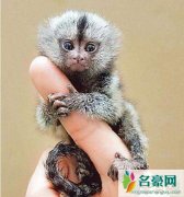 世界上最小的猴子狨猴，只有12厘米，只有一指手长