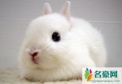 世界上最小的兔子荷兰侏儒兔，体重不超1200克(掌上