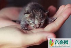 世界上最小的猫，皮堡斯身高七厘米/体重0.12千克