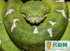 盘点世界上最漂亮的蛇，色彩斑斓却最致命的十种蛇