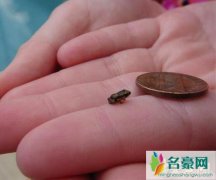 世界上最小的青蛙：阿马乌童蛙，体长7.7毫米吃微生
