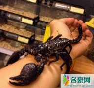 世界上最大的蝎子：非洲帝王蝎体长35厘米(帝王蝎如