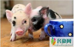 世界上最小的猪，茶杯猪身高30厘米长不高(价格72