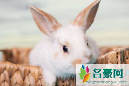 兔子使劲的跺后脚是怎么回事1