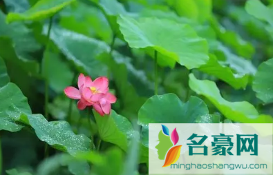 2022夏至就是暑伏的第一天吗2