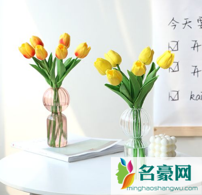 水培郁金香是一次性的吗3