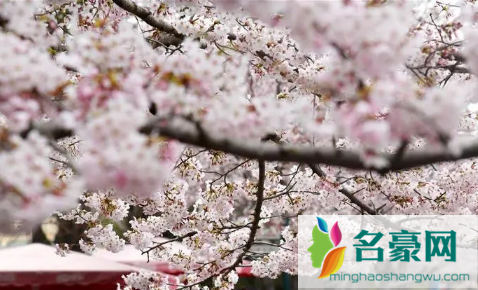 青岛清明节有樱花吗20222