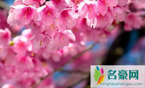 青岛清明节有樱花吗20221