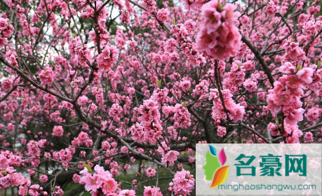 青岛清明节有樱花吗20223