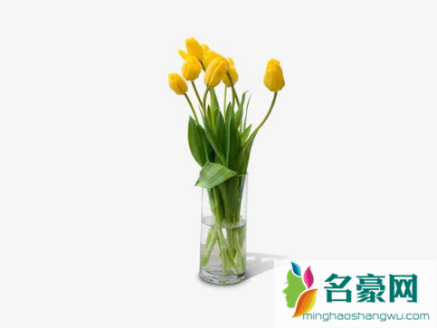 水培郁金香多久加一次营养液3