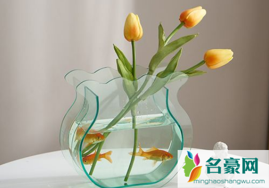 水培郁金香可以用塑料瓶吗1