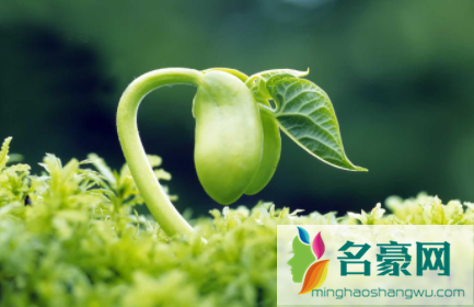种子发芽后为啥变黄2