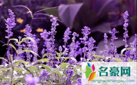 盆栽薰衣草好养活吗3