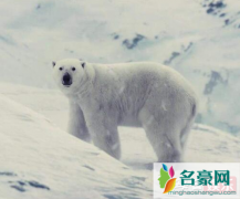 雪国列车北极熊代表什么 北极熊是怎么活下去的
