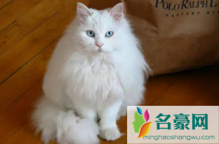 长毛猫几个月开始长毛2