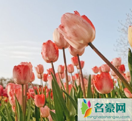 2022武汉解放公园郁金香花展什么时候结束3