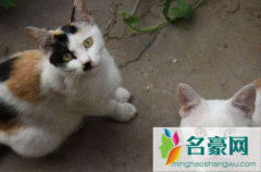 土猫可以吃猫粮么 猫粮怎么选