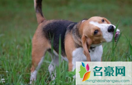 狗开始吃草是什么原因2