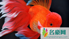 观赏鱼烂肉怎么治疗 观赏鱼烂肉怎么治疗