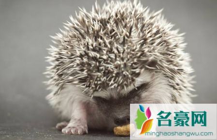 刺猬对主人会有感情吗2