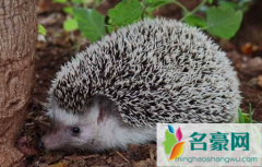 刺猬对主人会有感情吗 刺猬怎么养让他不臭