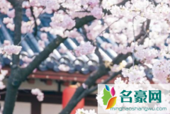武汉磨山樱园现在开放吗2022 武汉磨山樱花园交通线