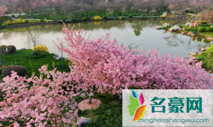 武汉磨山樱园现在开放吗20223