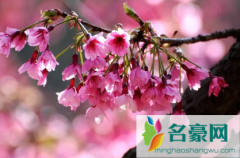 2022年清明节武汉还有樱花吗 武汉几月份看樱花