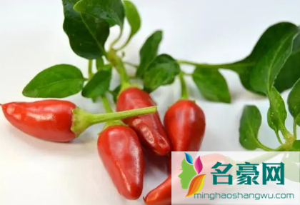 辣椒能不能养成老桩2