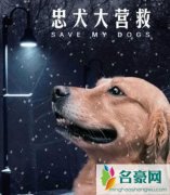 电影忠犬大营救评价怎么样 一场为了拯救狗狗展开