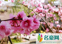 2022看樱花不露脸怎么拍照 在中国到哪里去看樱花