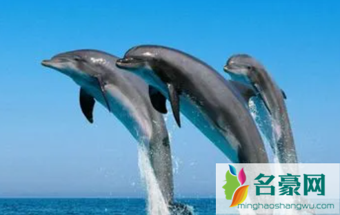 海豚为什么是海中流氓3