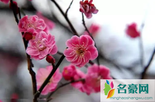 2022年4月会不会有倒春寒3