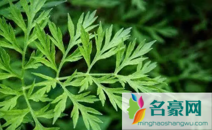 2022端午节挂艾草是迷信吗2