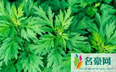 2022端午节挂艾草是迷信吗3