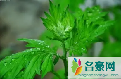 2022端午节挂艾草是迷信吗1