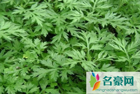 2022端午节挂艾草长的好还是短的2