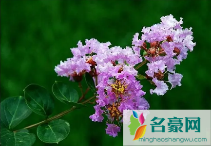 紫薇花什么季节开花2