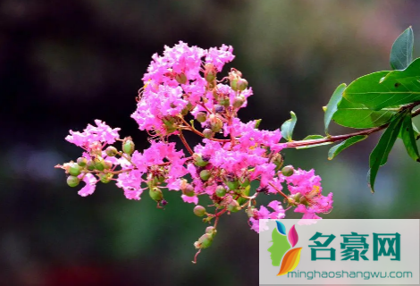 紫薇花什么季节开花3