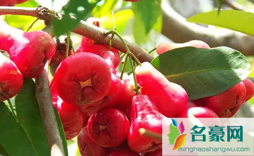 莲雾不新鲜是什么样的3