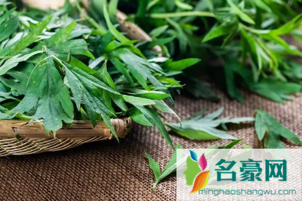 端午节挂艾草必须根部朝上吗1