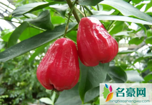 莲雾和荔枝能一起吃吗2