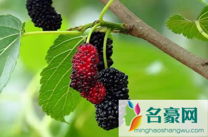 桑葚是甜的还是酸的1