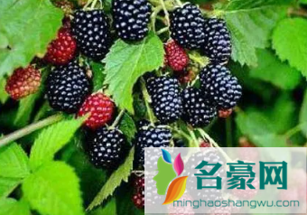 桑葚是甜的还是酸的2